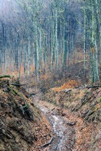  / Карпаты, осень, дорога, туман