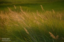 травушка-муравушка / мягкая травушка на лугу в свете заходящего солнца, август 2013 года. Снято на Nikon D7100. Напоминание о лете, хотя с нынешней зимой, может, скоро тоже такая вырастет трава:)))

можно использовать как заставку для рабочего стола