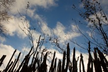 Небо январское / небо в обрамлении плетёного забора снято 1ого января