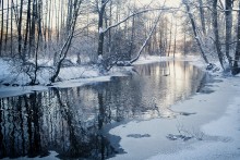 Зимняя сказка / Дрозды