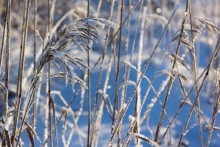 Художественная ценность сухой травы зимой / Высохшая трава в сильный мороз при большой влажности