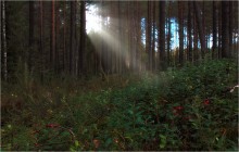 Про лето в лесу / Природа Беларуси