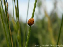 ladybug / ladybug