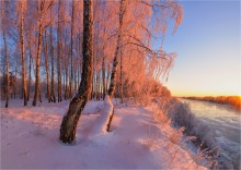 Берёзы. / Утро, зима, березы, река Днепр.