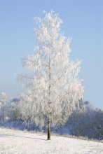 &quot;Белая берёза под моим окном...&quot; / -30