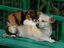 сиеста / кошка пёс