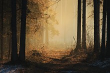 Таинственный лес / Осень