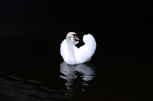 Лебедь / лебедь на озере