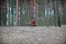 Дятлы / Первая прогулка в лесу