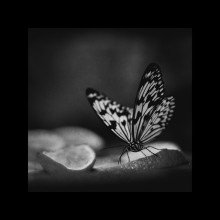 [.x] / бабочка