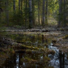 Лесные разливы / Ещё много воды