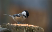 too many choices / Black-capped Chickadee