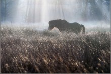 Silver Grass / Picture taken at the small nature reserve of Asdonk.