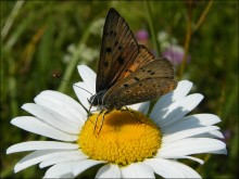 Бабочка / Бабочка на цветке