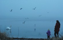 про голубой вечер / туман озеро чайки лебеди вечер