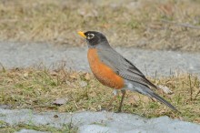 all warm worms under the ice ? / American Robin