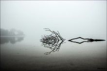 fog on the Swan pond / the Swan pond