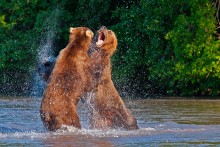 А не пора ли вам к зубному? / Камчатка. Курильское озеро.
Медведи дерутся за контроль над лучшим местом для рыбалки.

ПРИГЛАШАЕМ В ФОТОТУР ПО КАМЧАТКЕ 2014 http://ratbud.livejournal.com/17578.html