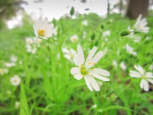 Stellaria holostea L / Stellaria holostea L (Звездчатка ланцетовидная)