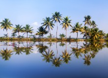 &quot;Пальмовая симметрия&quot; / Фото сделано во время поездки по озеру Вембанад (Индия, Керала). Подробнее о поездке в ЖЖ - http://viktor-io.livejournal.com/22724.html