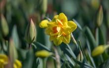 Floral Miniature / Floral Miniature