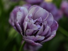 Lilac / Tulips