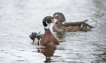 couple of Wood Ducks / Кароли́нская у́тка[1][2], или кароли́нка[2] (лат. Aix sponsa) — птица из семейства утиных с ярким роскошным оперением, близкая родственница азиатской мандаринки. Природная область распространения каролинки — Северная Америка, где она населяет мелкие тенистые лесные водоёмы. В декоративных целях содержится во многих парках Европы, откуда иногда проникает в дикую природу. Питается растительными и животными кормами. Гнездится в дуплах лиственных пород деревьев.

Во времена колонизации континента, которая сопровождалась интенсивной вырубкой лесов, осушением водоёмов и массовым отстрелом этих птиц, популяция уток неуклонно сокращалась, и к началу XX века птица оказалась на грани вымирания. Лишь законодательный запрет на охоту, установка ящиков-дуплянок и разведение в неволе помогли стабилизировать ситуацию, хотя численность вида пока ещё остаётся более низкой в сравнении с первоначальной[3].