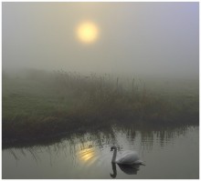 Swan in the fog. / A wild swan in the fog.