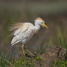 Cattle egret / Молодая Египетская цапля