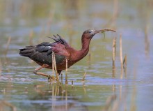 Glossy ibis / Glossy ibis - Очковая каравайка