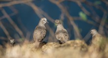 ...@&gt;: / Common Ground-dove (Columbina passerina)