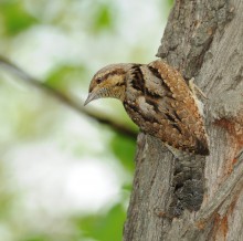 Вертишейка. / Вертишейка несколько крупнее воробья (длина птицы до 17 см). Скрытная, держащаяся в листве деревьев и на земле птица.