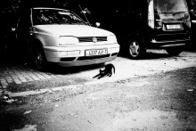 фото котёнка с машиной / котёнок на фоне машины или наоборот