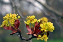 Цветущая весна / Цветущее дерево