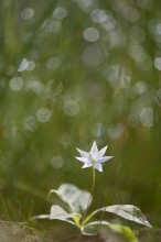 Волшебный цветок / Цветок