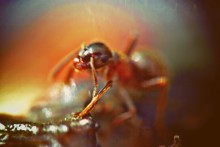 Печаль / просто грустный муравей