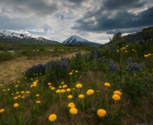 Пейзаж с люпинами и одуванчиками / Исландия