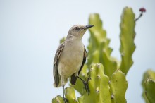 The Tropical Mockingbird (Mimus gilvus) / пересмешник