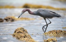 Reddish egret / The reddish egret (Egretta rufescens) is a small heron