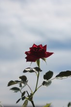 Роза и небо / роза