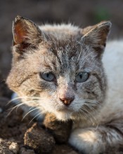 Портрет бездомного котэ... / Портрет бездомного котэ...