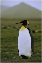 одинокий пингвин / Южная Георгия