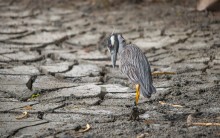best meal hidden in the mud / Yellow-crowned Night Heron