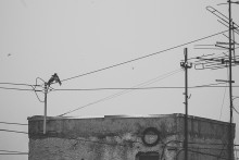  / вороны