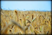 Перед жатвой / пшеничное поле под Мозырем