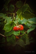 Сладка ягода / Прогулка в лесу