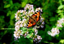 Butterfly / Бабочка, достойная восхищения!