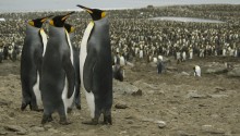 пингвины / Южная Георгия