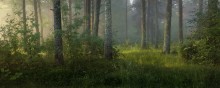 О противоречивости лесных сюжетов / Прогуливаясь по лесу