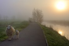 Good morning. / A summer morning in my region.